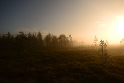 Trees on field against sky