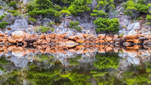 Trees growing in water