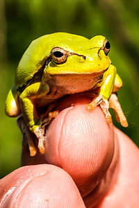 Close-up of a hand holding lizard