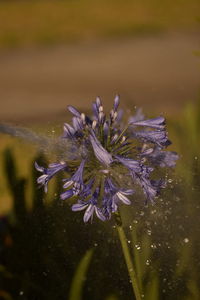 Close-up of purple flower blooming outdoors