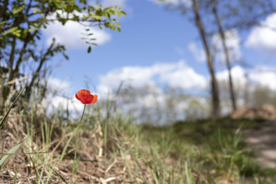 Close-up of red poppy flower on field