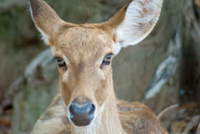 Close-up portrait of deer