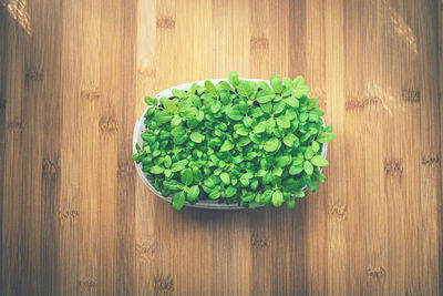 High angle view of plant on table