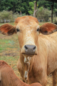 Portrait of cow on field