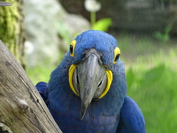 Close-up of blue parrot perching on wood