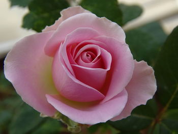 Close-up of pink rose