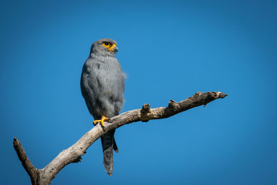 Low angle view of eagle perching on branch against blue sky