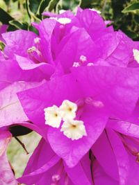 Close-up of pink flowers