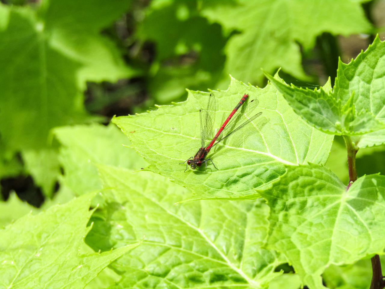 CLOSE-UP OF INSECT ON PLANT