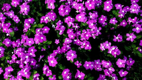 Full frame shot of pink flowering plants