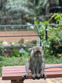 Close-up of monkey