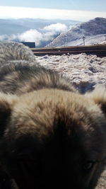 Close-up of horse by sea against sky