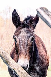 Close-up of a mule