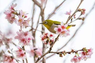 Low angle view of bird perching on tree