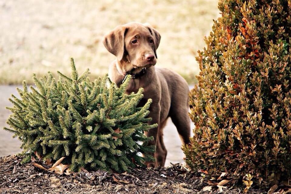 Chocolate lab