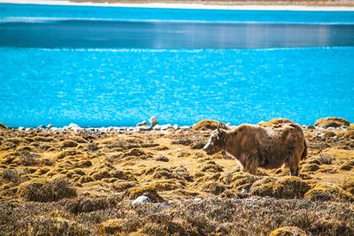 Beautiful yak in gokyo lake