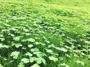 Plant growing on grassy field