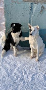 Two dogs in snow