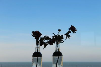 Silhouette plants by sea against clear sky