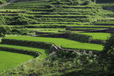 High angle view of agricultural field