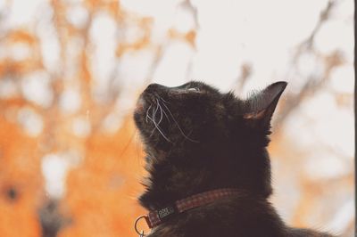 Close-up of dog against sky