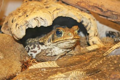 Close-up of a toad