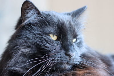 Close-up of a cat looking away