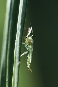 Close-up of insect on leaf