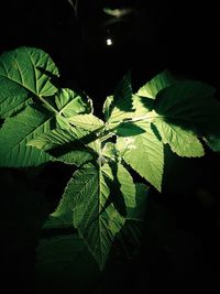 Close-up of leaves