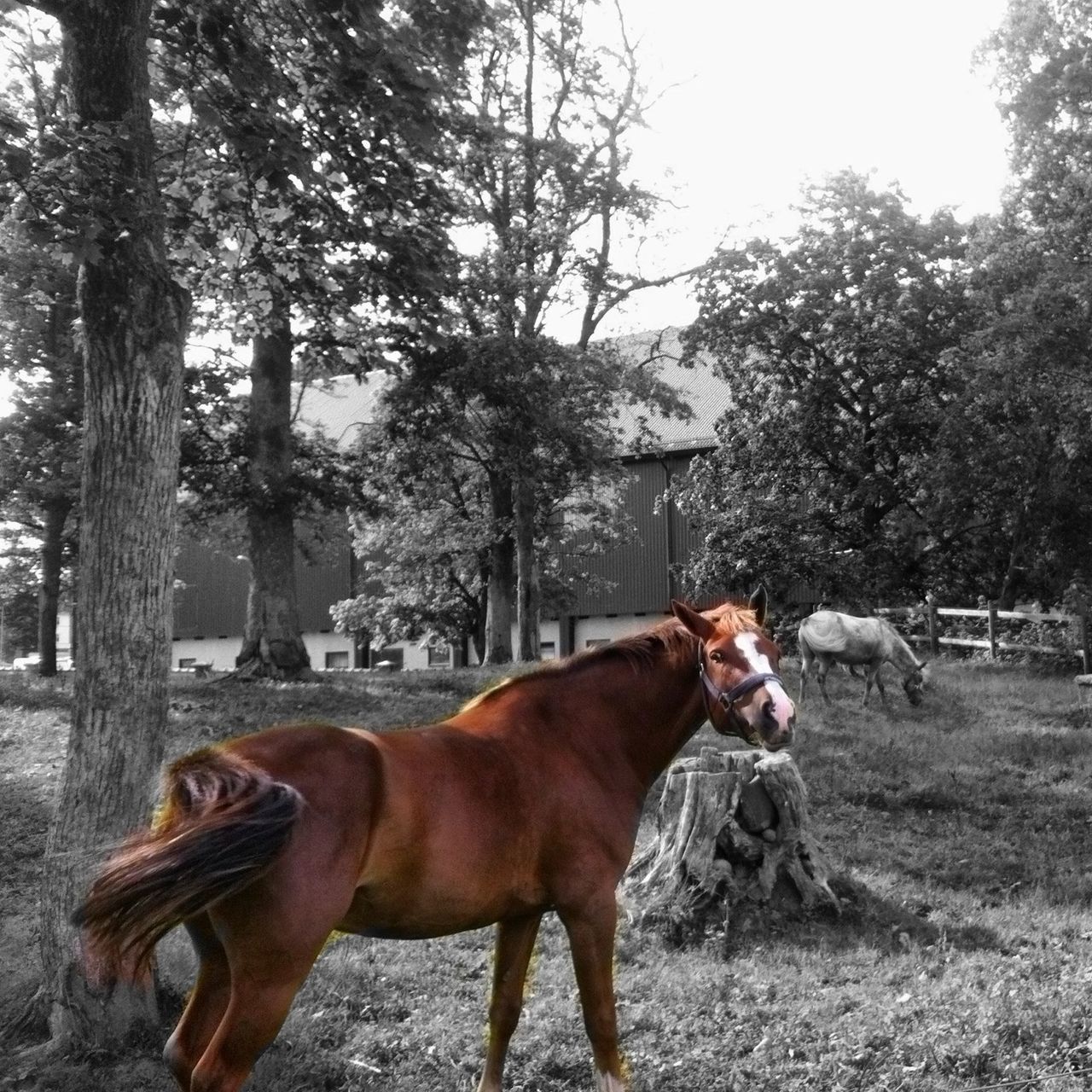 domestic animals, animal themes, mammal, one animal, horse, tree, livestock, working animal, field, pets, brown, herbivorous, standing, dog, two animals, full length, day, outdoors, nature, side view