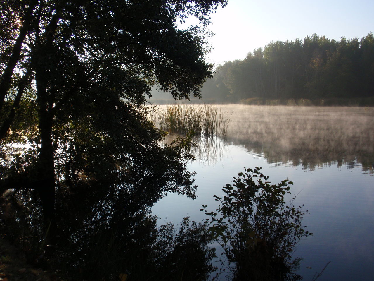 REFLECTION OF TREES ON CALM LAKE