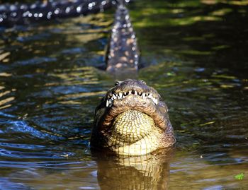 Close-up of alligator bellowing in lake