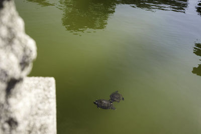 High angle view of turtle on rock in lake