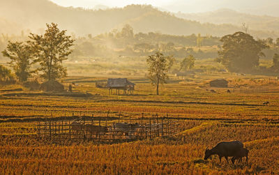 Scenic view of agricultural field