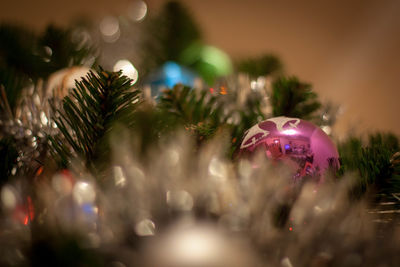 Close-up of christmas tree