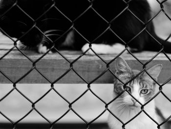 Close-up of a cat seen through chainlink fence