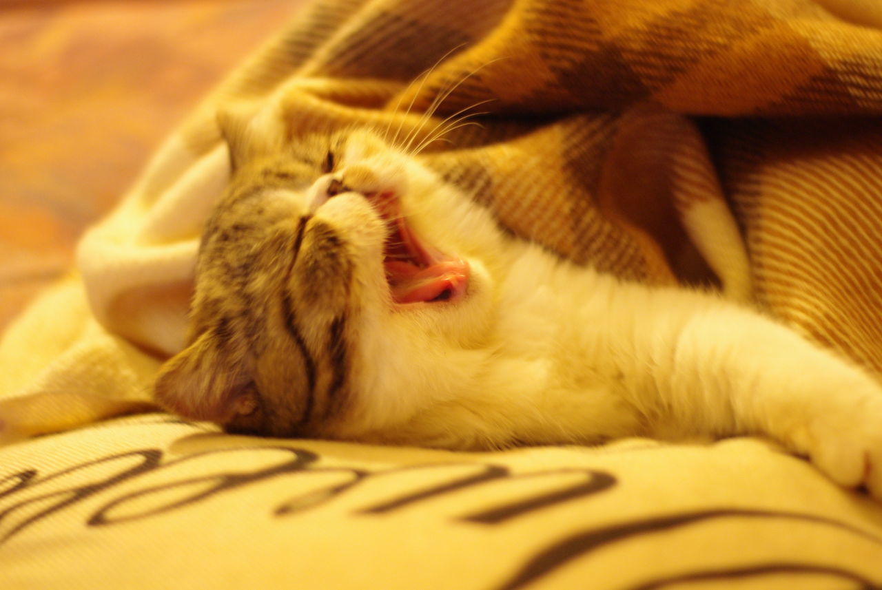 CLOSE-UP OF CAT SLEEPING ON BED