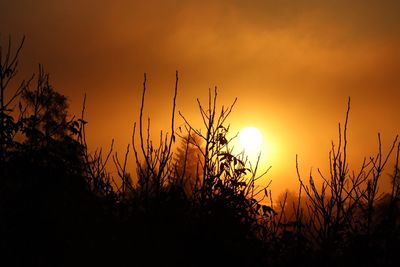 Close-up of silhouette plants on field against sky during sunset