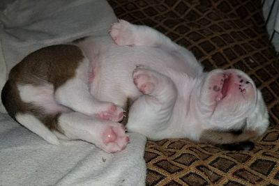 Close-up of dog sleeping