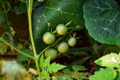 Close-up of fresh fruits on tree