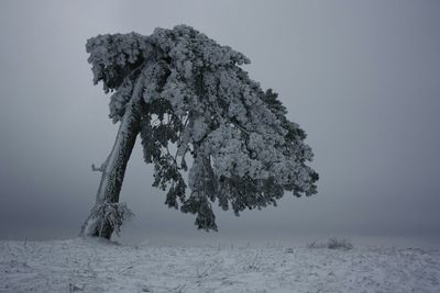 Tree on snow covered field against sky