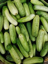 Cucumbers, west bengal, india