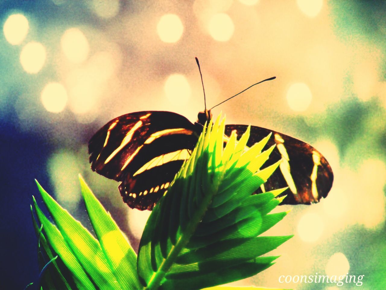 close-up, insect, one animal, focus on foreground, leaf, animals in the wild, animal themes, butterfly - insect, plant, butterfly, nature, green color, growth, wildlife, animal markings, natural pattern, beauty in nature, outdoors, no people, sunlight
