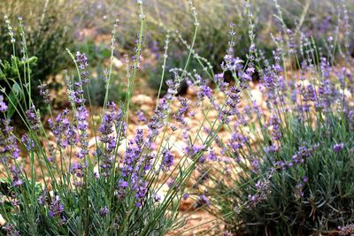 Close-up of purple flowering plants on field