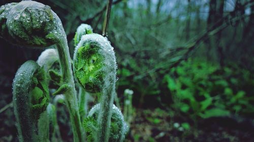 Close-up of plants