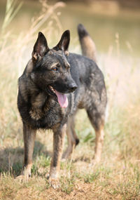 Portrait of dog running on field