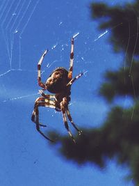 Close-up of spider on web