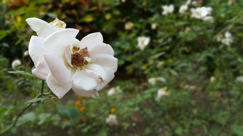 Close-up of white rose blooming outdoors