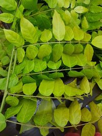 Full frame shot of leaves in a row