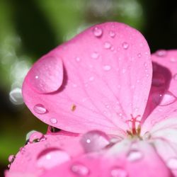 Close-up of water drops on pink flower